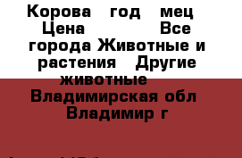 Корова 1 год 4 мец › Цена ­ 27 000 - Все города Животные и растения » Другие животные   . Владимирская обл.,Владимир г.